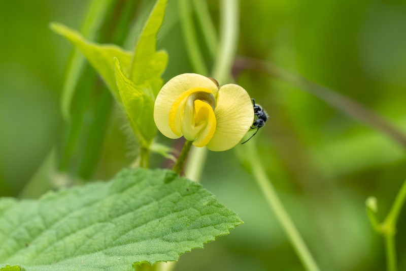 Vigna radiata var. sublobata photo 2
