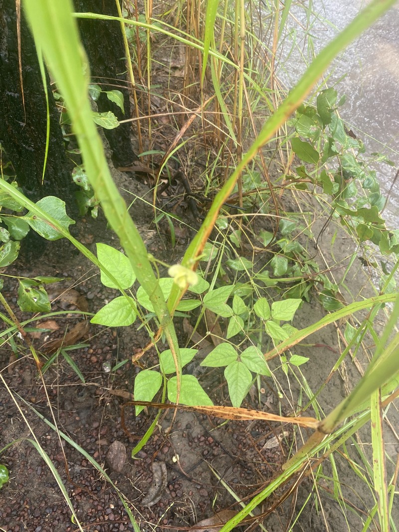 Vigna radiata var. sublobata photo 3