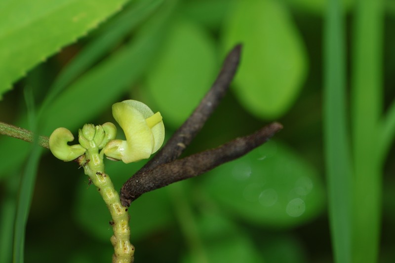Vigna radiata var. sublobata photo 4