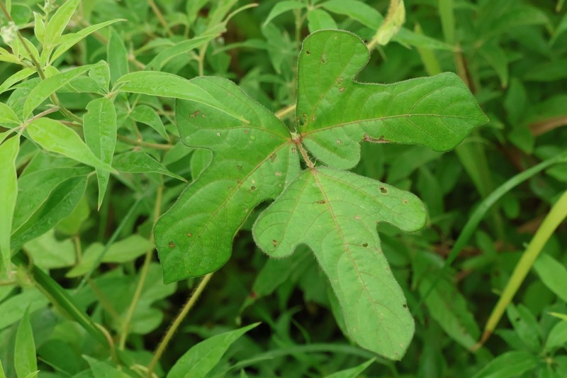 Vigna radiata var. sublobata photo 5
