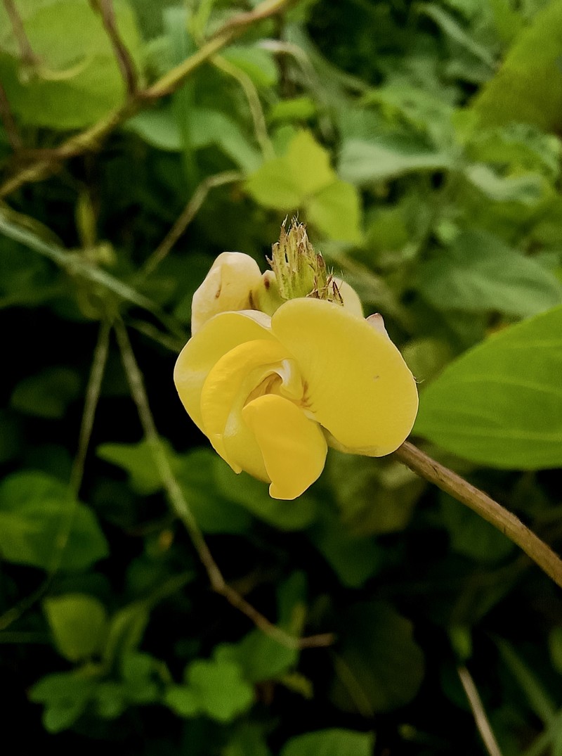 Vigna radiata var. sublobata photo 6