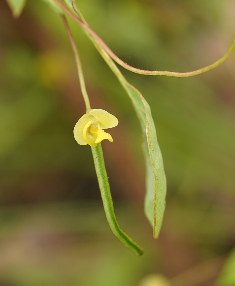 Vigna radiata var. sublobata photo 7