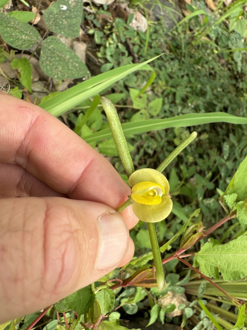 Vigna radiata var. sublobata photo 8