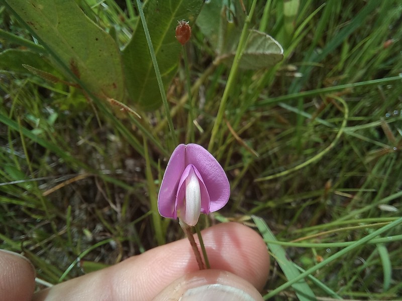 Vigna radicans photo 2