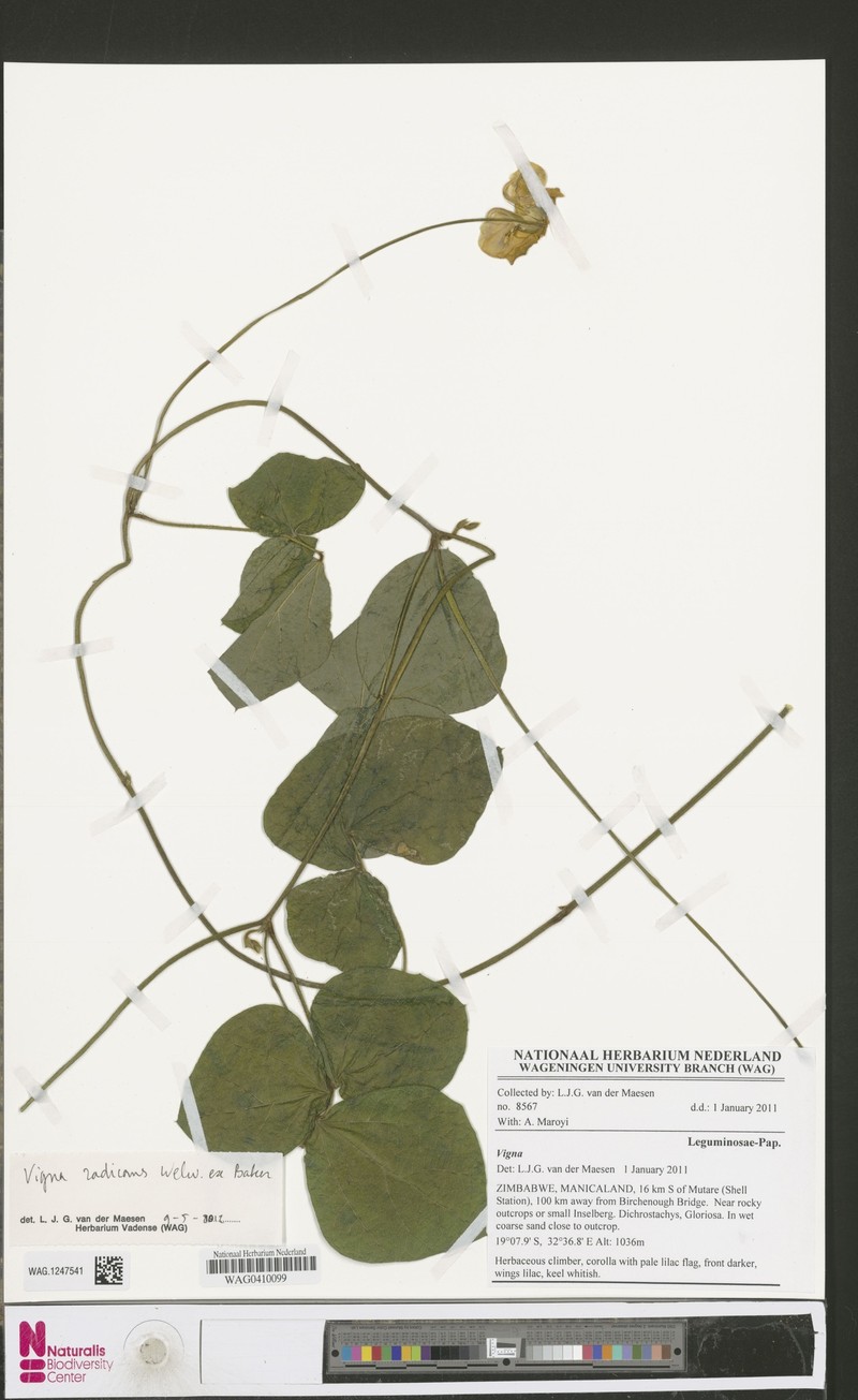 Vigna radicans photo 3