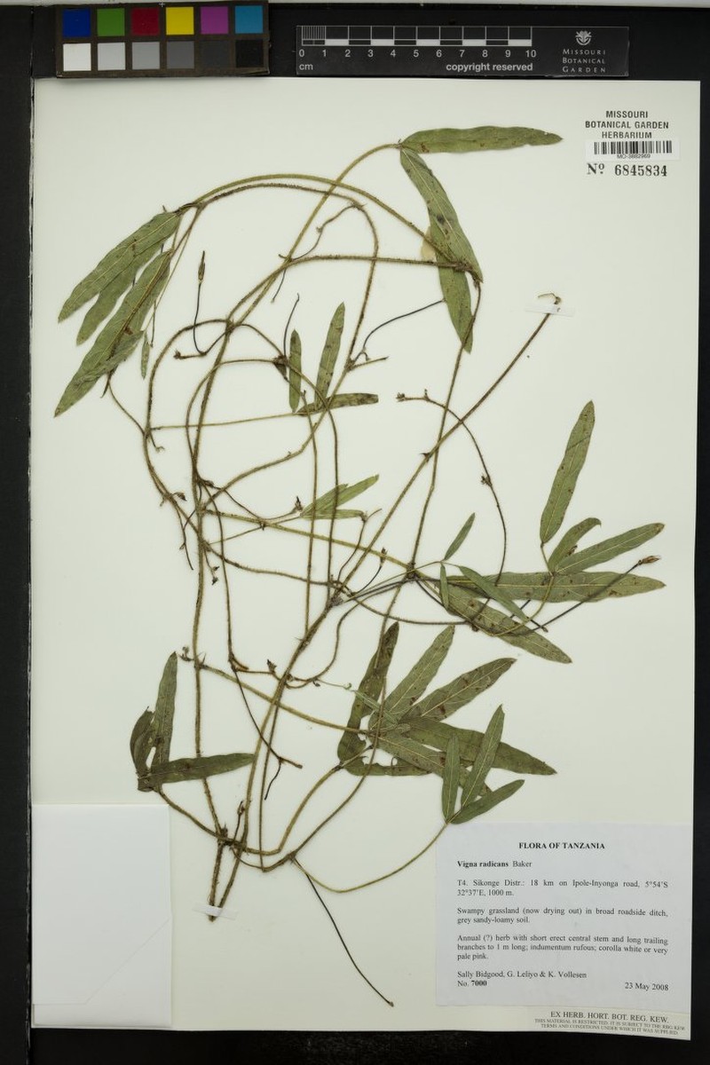 Vigna radicans photo 5