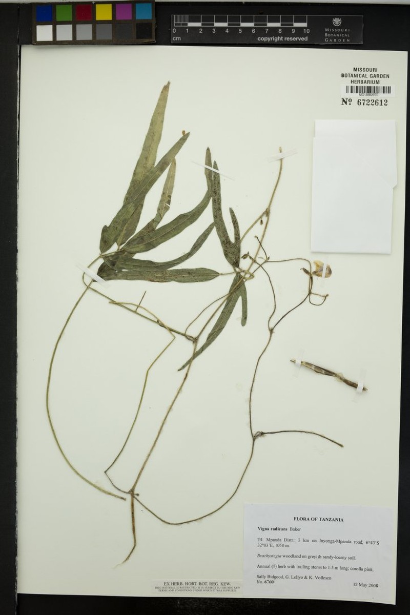Vigna radicans photo 6
