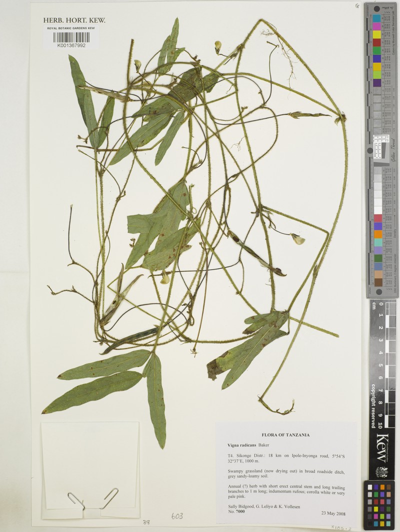 Vigna radicans photo 7