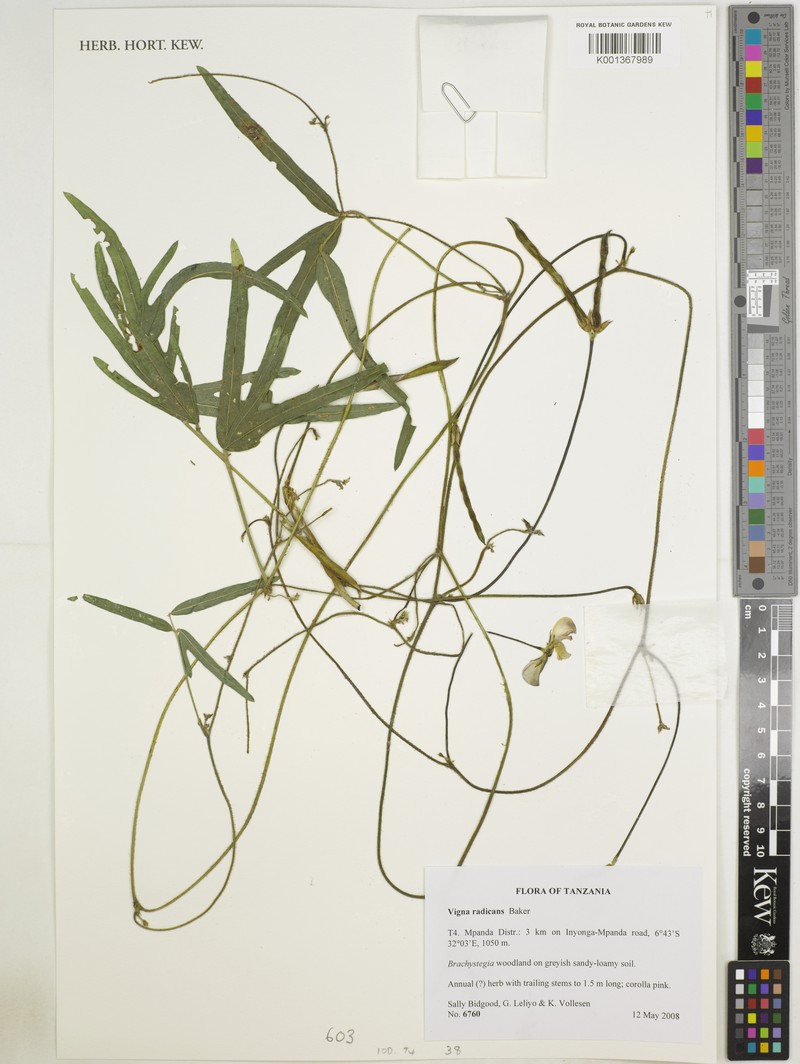 Vigna radicans photo 8