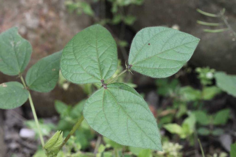 Vigna reflexopilosa photo 2