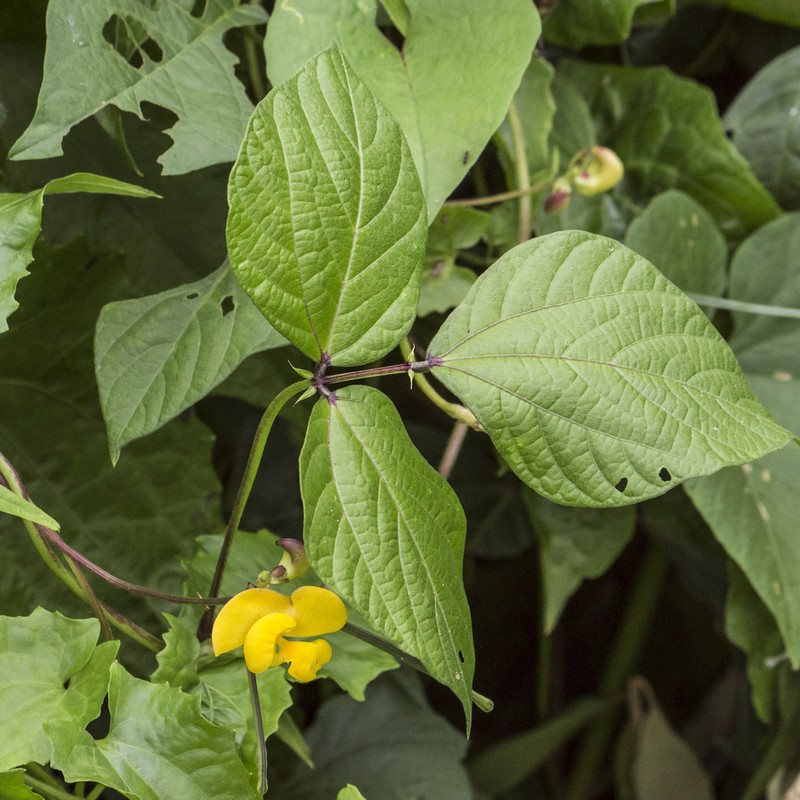 Vigna reflexopilosa photo 3