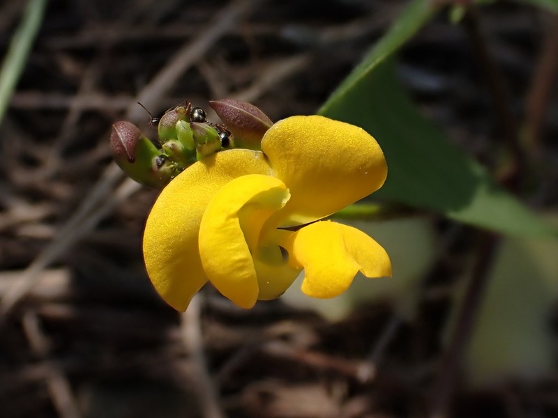 Vigna reflexopilosa photo 4