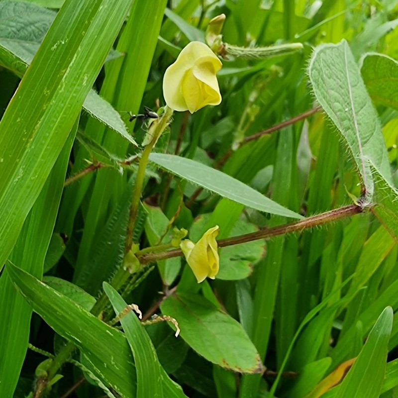Vigna reflexopilosa photo 5