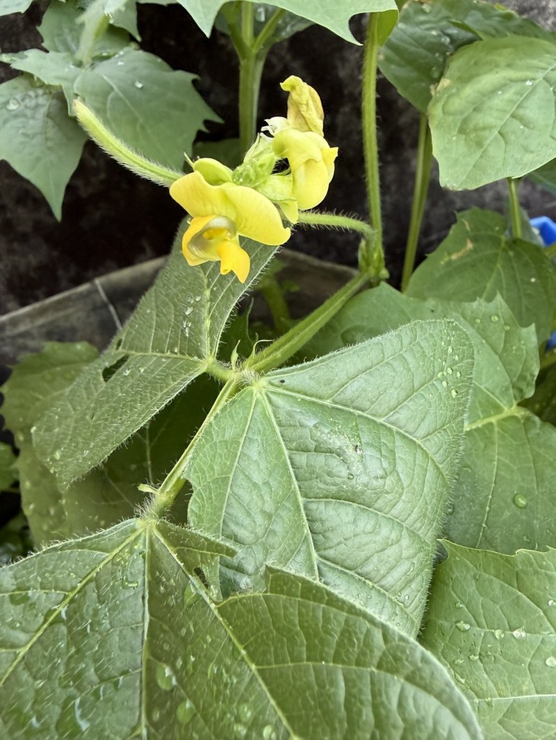 Vigna reflexopilosa photo 6