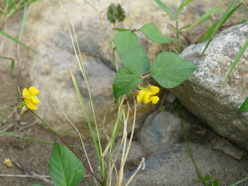 Vigna reflexopilosa photo 7