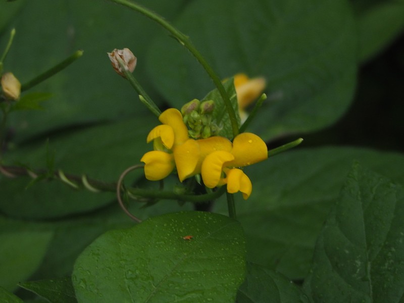 Vigna reflexopilosa photo 8