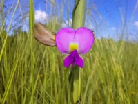 Vigna reticulata