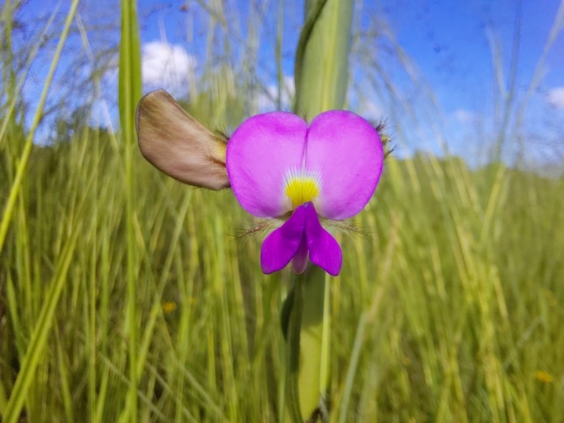 Vigna reticulata