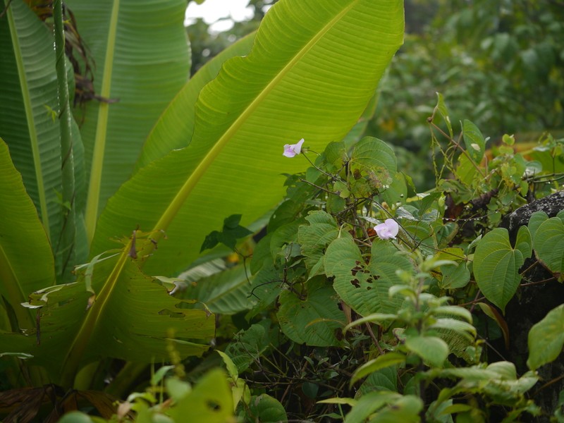 Vigna reticulata photo 2