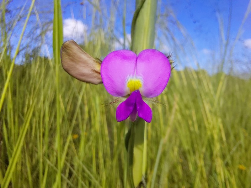 Vigna reticulata photo 3