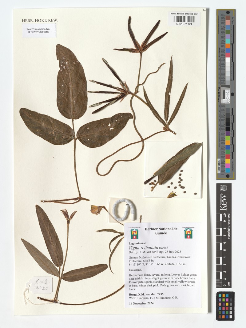 Vigna reticulata photo 4