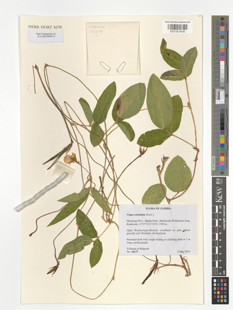Vigna reticulata photo 5