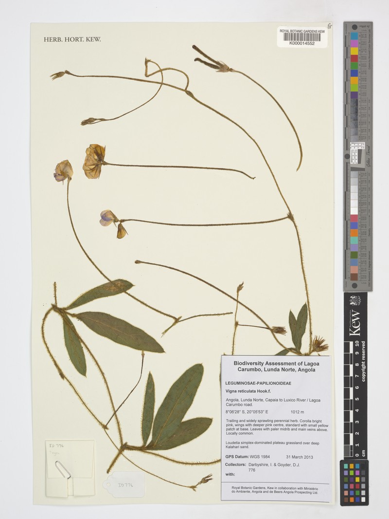 Vigna reticulata photo 6