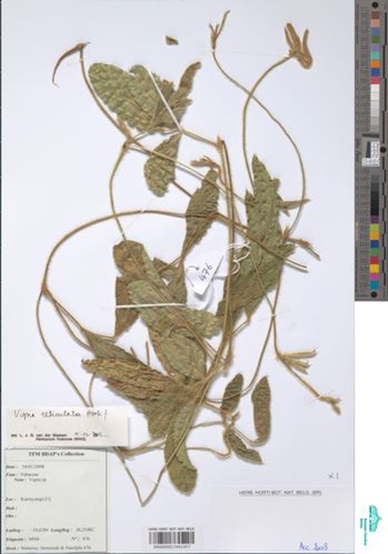 Vigna reticulata photo 7