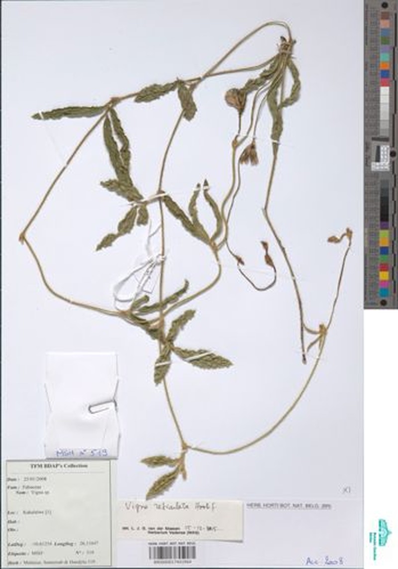 Vigna reticulata photo 8