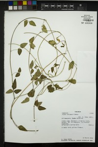 Vigna schimperi