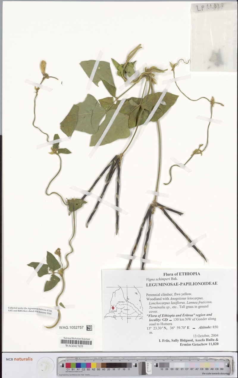 Vigna schimperi photo 3