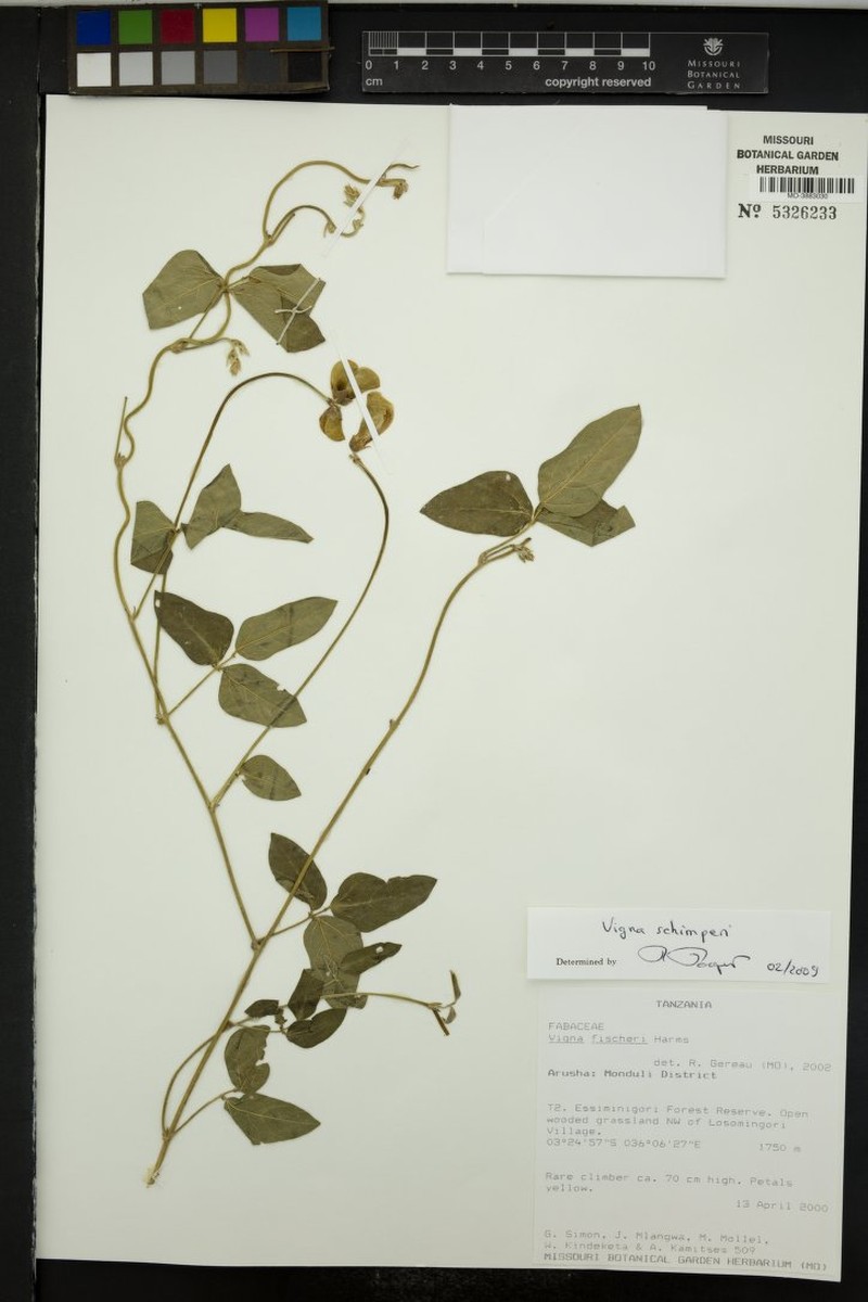 Vigna schimperi photo 5