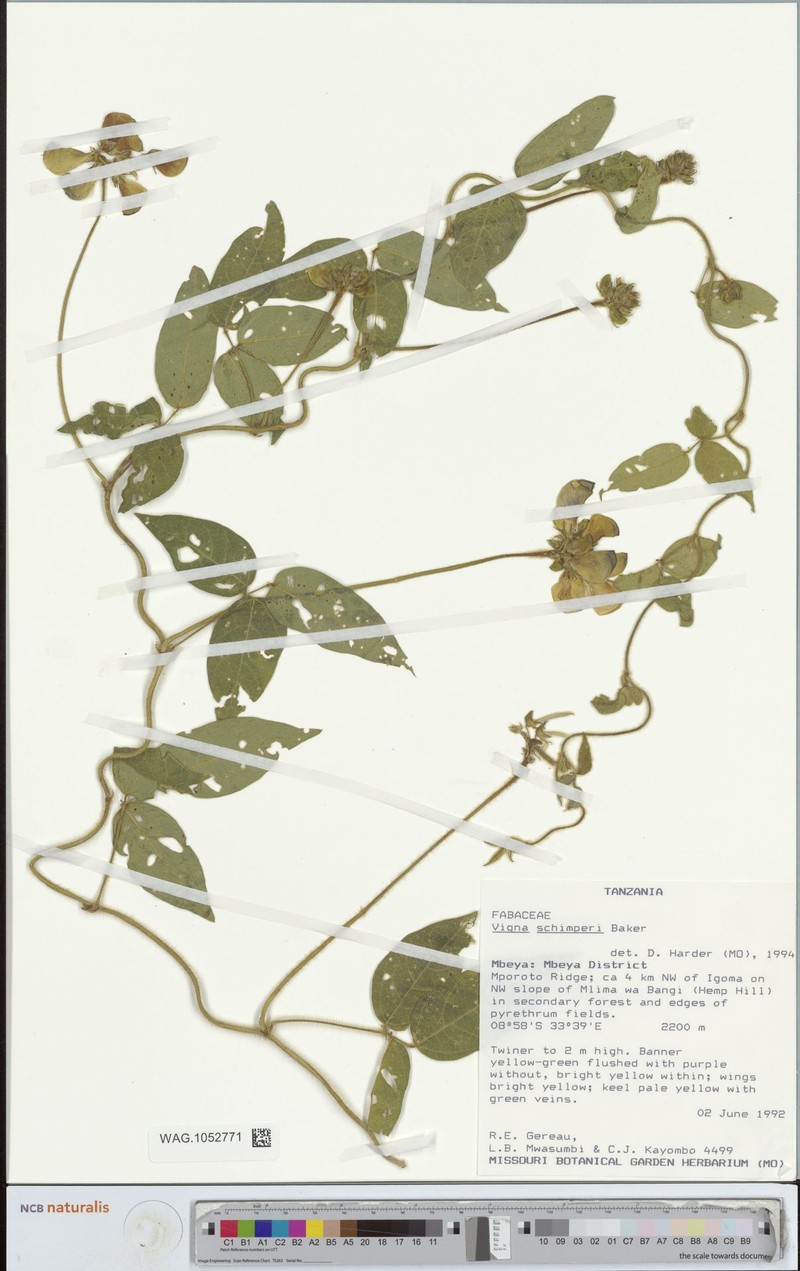 Vigna schimperi photo 7