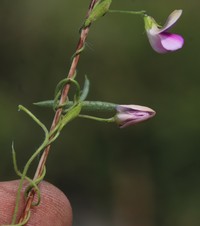 Vigna schlechteri