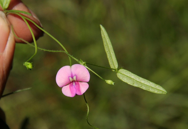 Vigna schlechteri photo 3