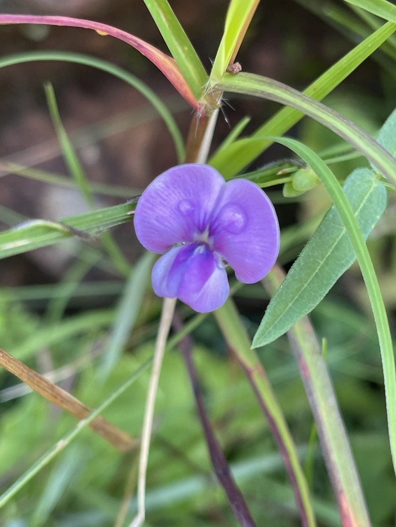 Vigna schlechteri photo 4