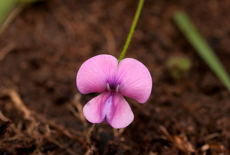 Vigna schlechteri photo 5