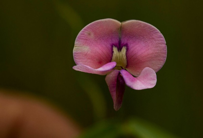 Vigna schlechteri photo 6