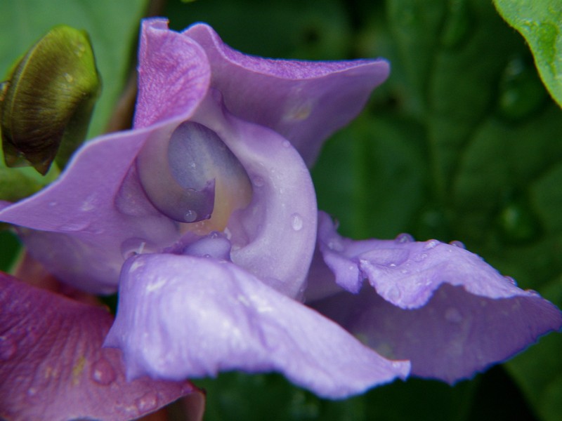 Wondering Cowpea photo 3