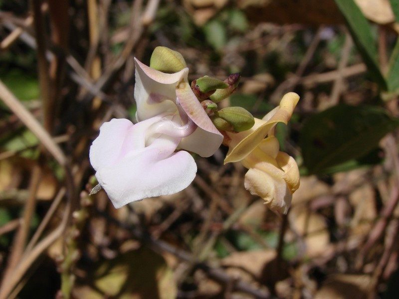 Wondering Cowpea photo 4