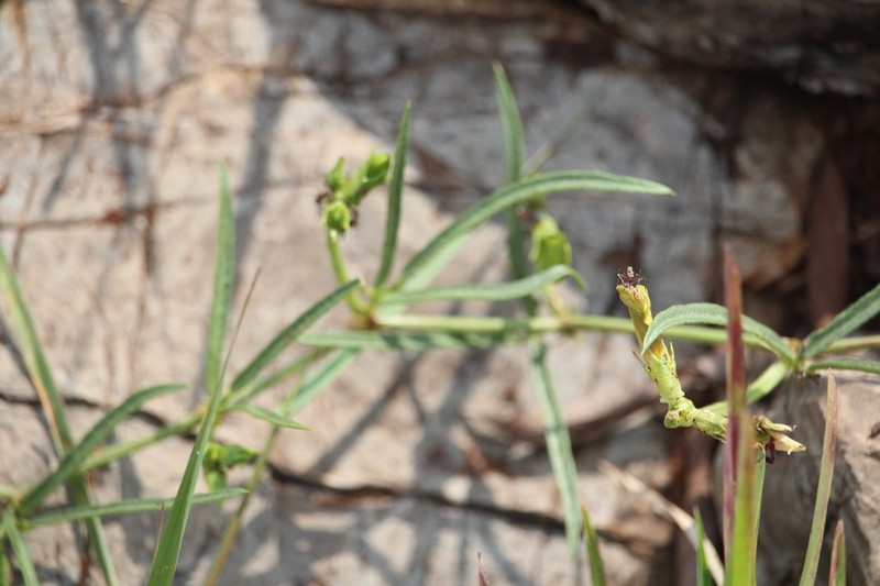 Vigna stenophylla