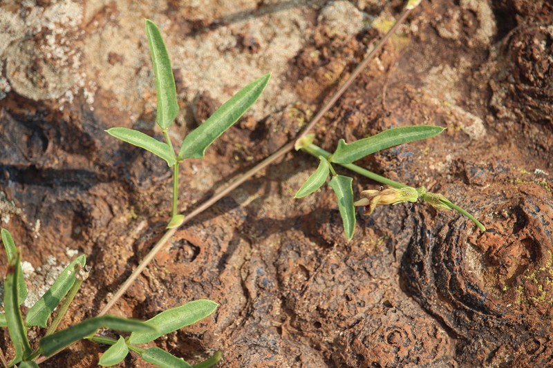 Vigna stenophylla photo 2