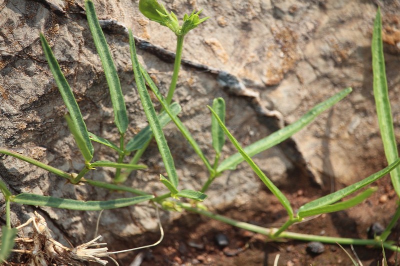 Vigna stenophylla photo 3