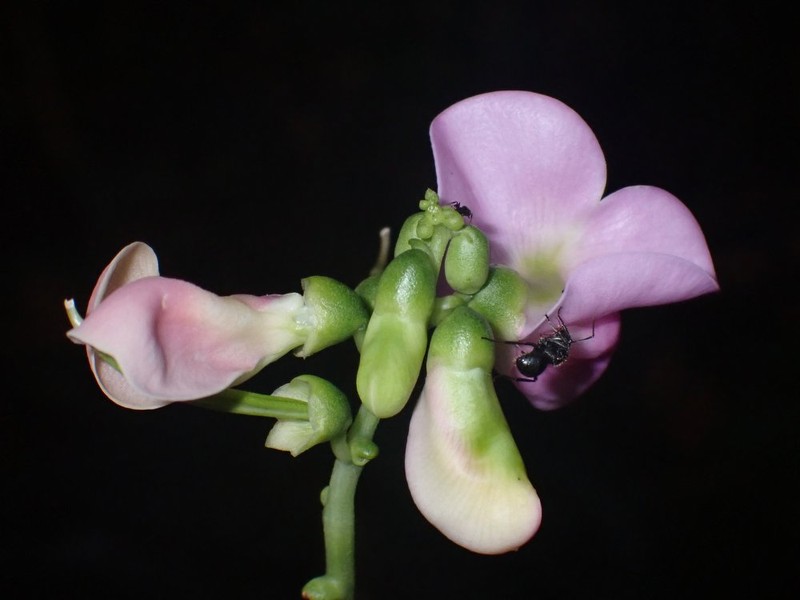 Vigna stenophylla photo 4