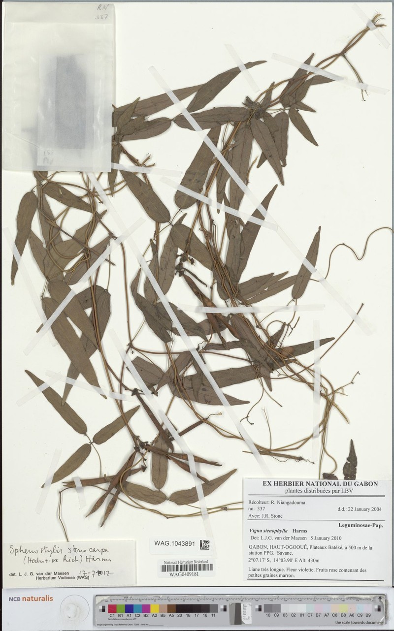 Vigna stenophylla photo 6
