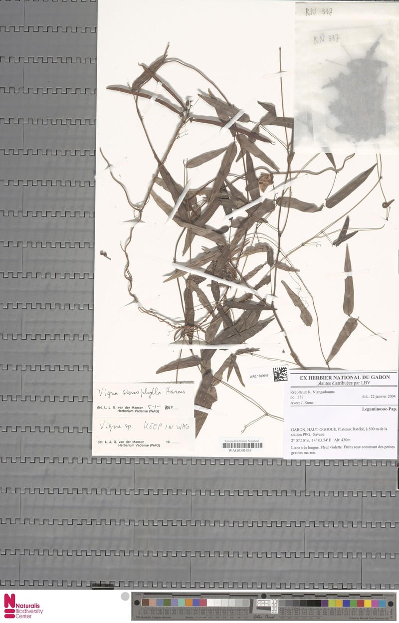Vigna stenophylla photo 7