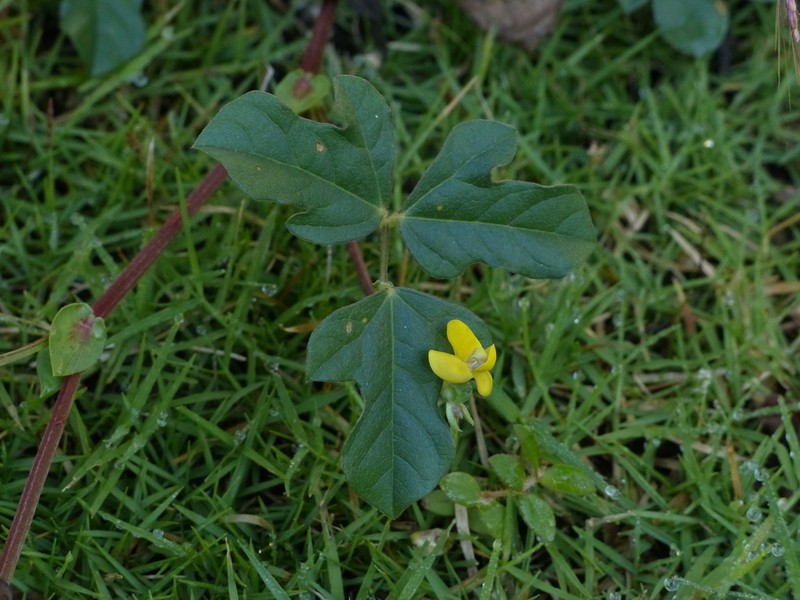 Vigna stipulacea