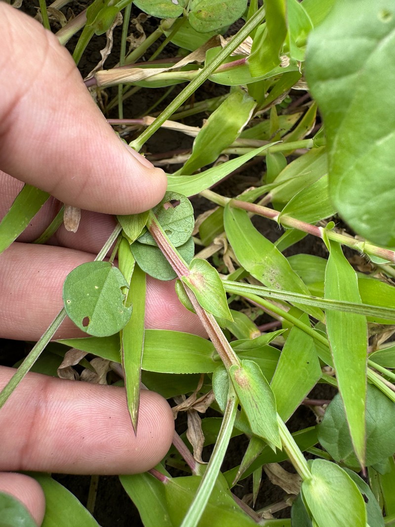 Vigna stipulacea photo 2
