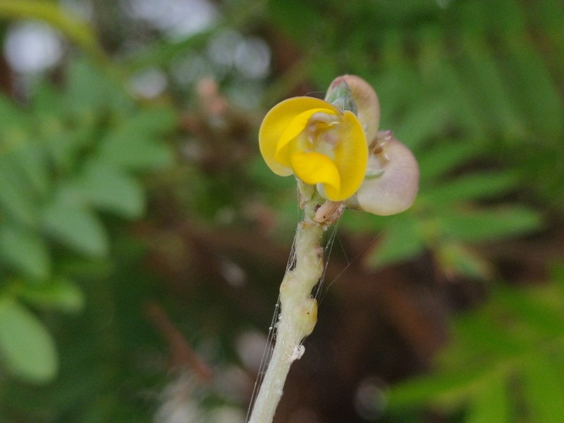 Vigna stipulacea photo 3