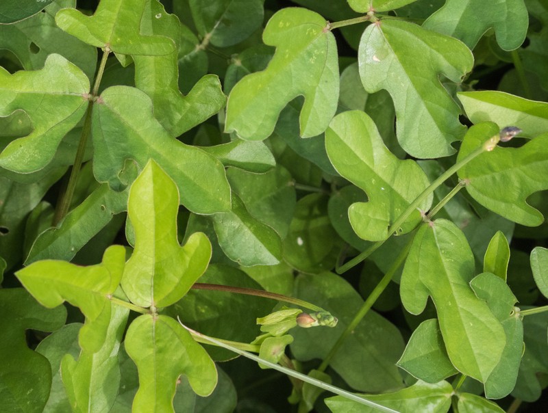 Vigna stipulacea photo 4